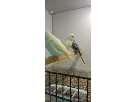 Rengarenk yavru muhabbet kuşları