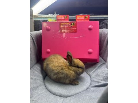 Cüce netherland dwarf tavşan