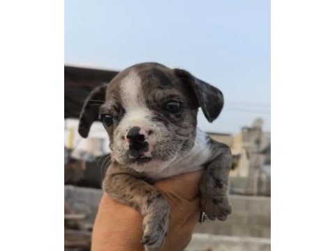 French bulldog yavrular