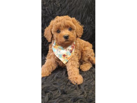 Red toy poodle erkek