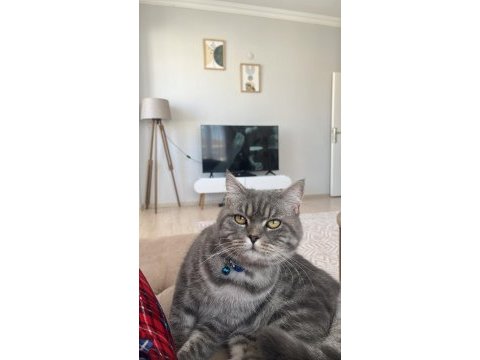 Ücretsiz kedimiz