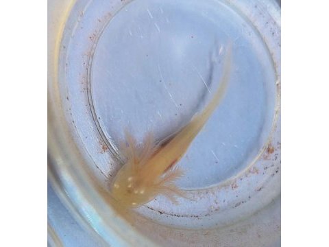 Axolotl yavrularım
