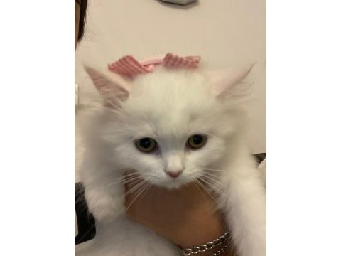 British shorthair 2 aylık dişi yavru