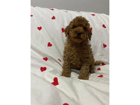 2 aylık erkek aşılı kimlikli toy poodle bebekler