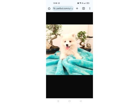 Tr 1 adayı ödüllü babadan ayı yavrusu samoyed