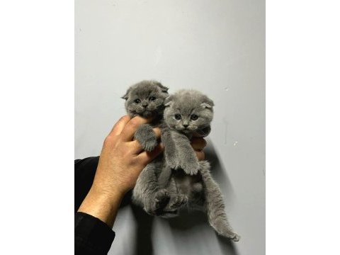 Yavru scottish fold kedimiz