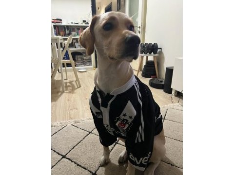 4 yaşında dişi labrador köpeği