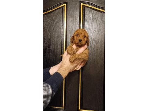 Kıvır kıvır toy poodle