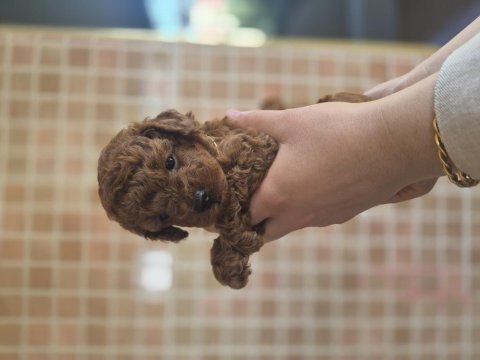 Kore erkek poodle