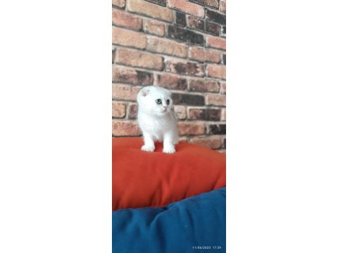 Scottish fold dişi yavru