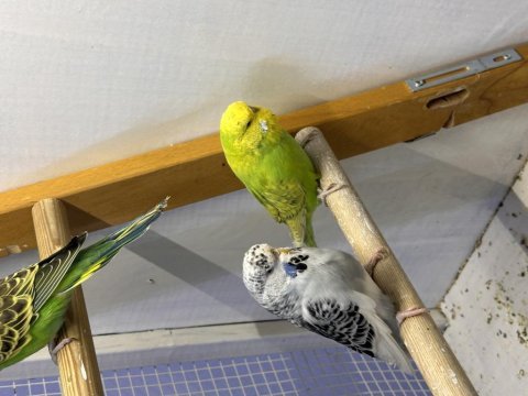 Yeni yeme düşmüş jumbo muhabbet kuşu yavrular