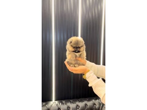 Gerçek ayı surat garantili pomeranian yavrular her eve uygun