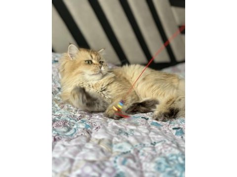 Dişi british longhair
