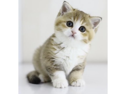 Teslime hazır tontik british shorthair yavrular