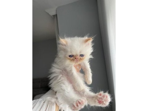 Şecereli safkan atadan persian yavruşlarımız