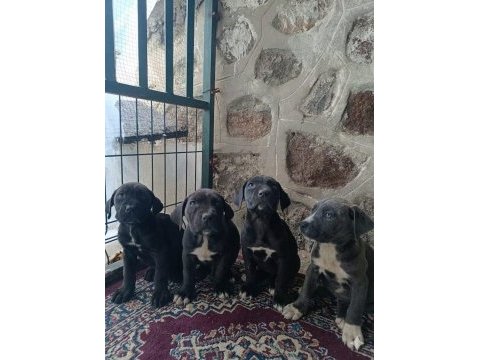 Cane corso yavrular