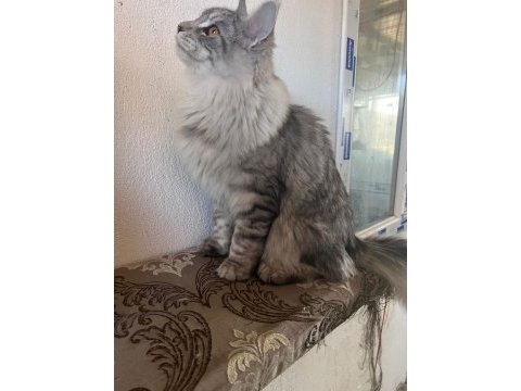 Maine coon kaçıran üzülür