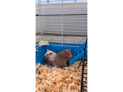 Bir kahve rengi bir süt beyaz 2 adet hamster