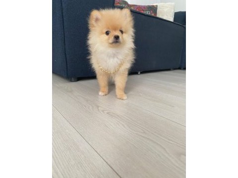 Pomeranian boo 3 aylık