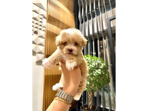 0 boy kore güzeli maltipoo lina