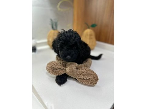 3 aylık 1 dişi ve 2 erkek poodle