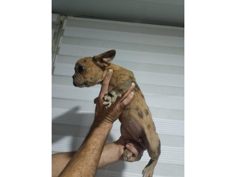 French bulldog yavruları gençlik aşıları tam
