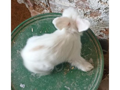 Yavru hollanda lop tavşanı 1 aylık