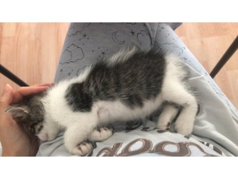 Tekir akıllı oyuncu erkek yavru kedimiz