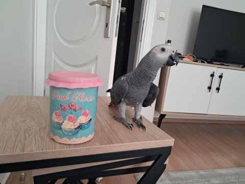 Özel bebek jako jumbo boy jako papağanı
