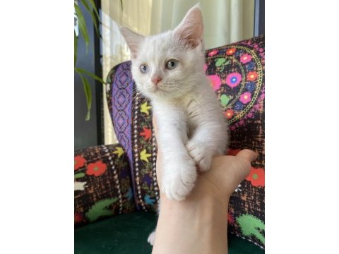 Pamuk gibi yavru british shorthair