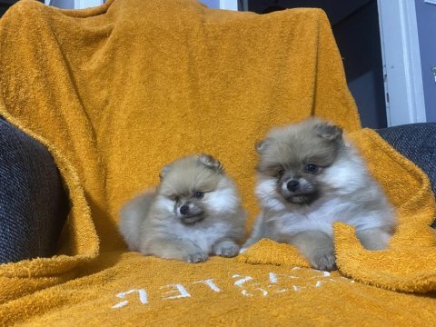 Pomeranian boo yavrularımız teslime hazır