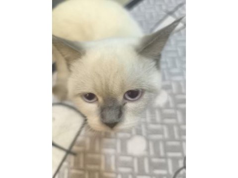 British shorthair kedimize güzel bir yuva arıyoruz