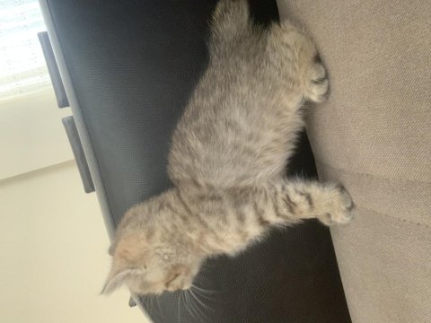 Black golden british shorthair yavru