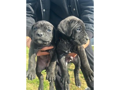A kalite cane corso