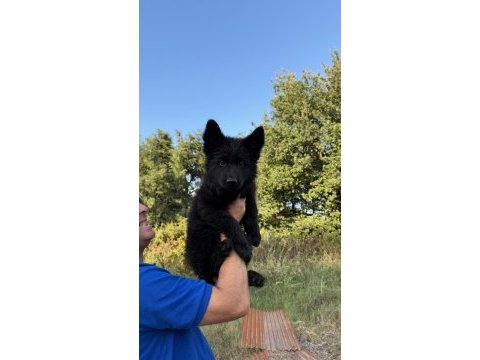 Scr li solid black özel alman kurdu