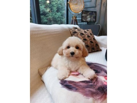 Akıllı ve tüy dökmeyen karakteriyle maltipoo yavrusu