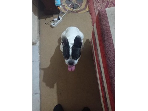 Fransız bulldog 2 yaşında yetişkin