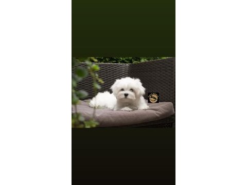 Maltese (malta) yavrumuz