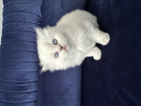 Scottish fold pamuk şekerlerim büyüdü
