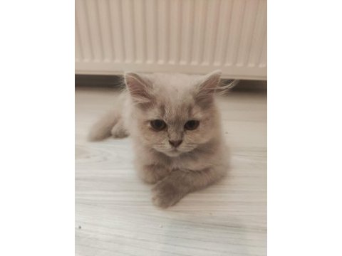 British longhair kedisi