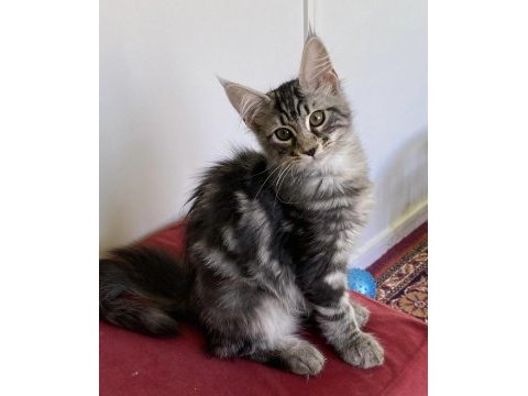 Üst düzey kalitede 3 maine coon yavru