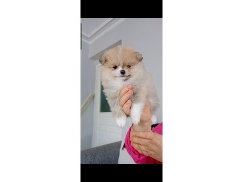 Pomeranian boo dişi yavru