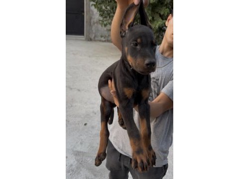 Doberman bebekler