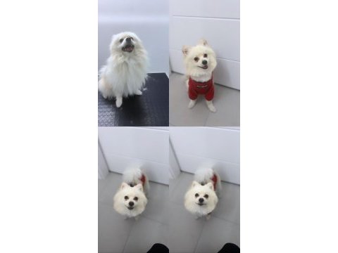 Sadece denizli içi pomeranian