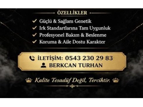 Safkan şecereli alman kurdu yavrular