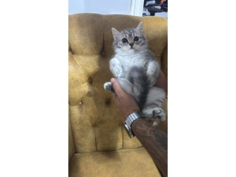 British shorthair yavrular yeni yuvalarını arıyorlar