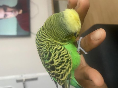 Oyuncu neşeli show jumbo muhabbet kuşum