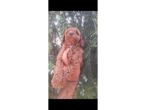 Muhteşem toy poodle yavrularımız istanbul