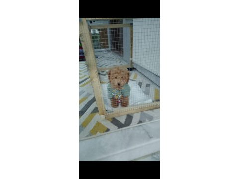 6 aylık erkek poodle
