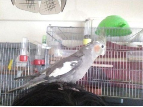 Kuşçu babadan meraklısına sultan papağanı